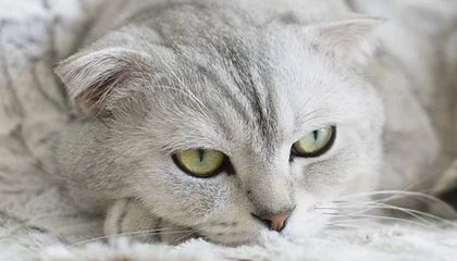 丽江怎么找黄牛代办的最新政策(2025年丽江怎么找黄牛代办业务分享)